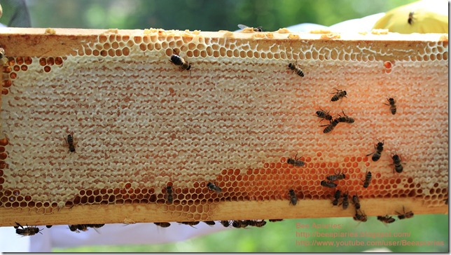 BeeApiaries_IMG_5298