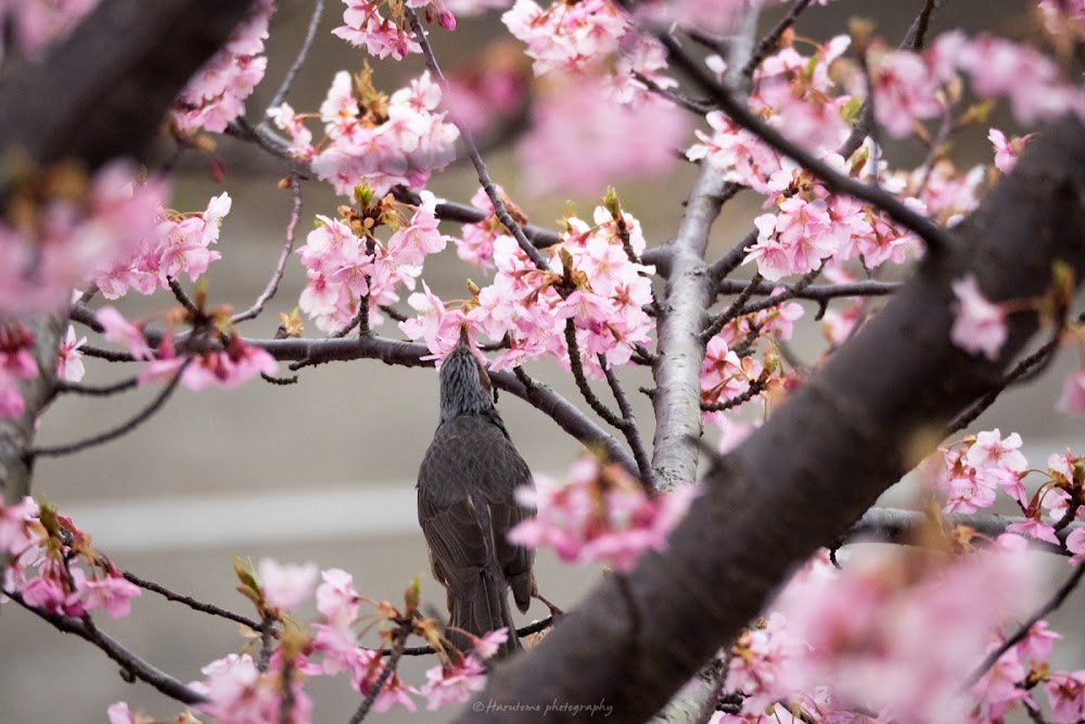 桜　鳥