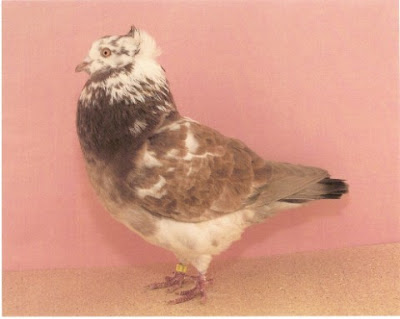 Miniature American Crested Pigeon