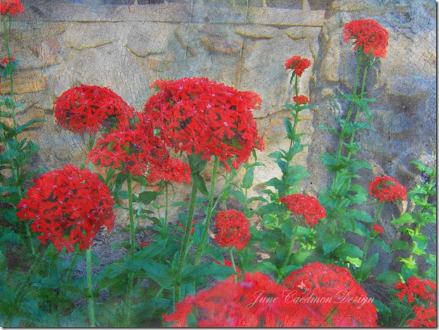 Pentas_AutumnBurst