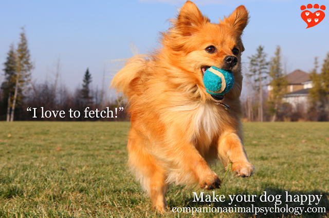 Cute little dog loves fetch, one of many ways to entertain your dog