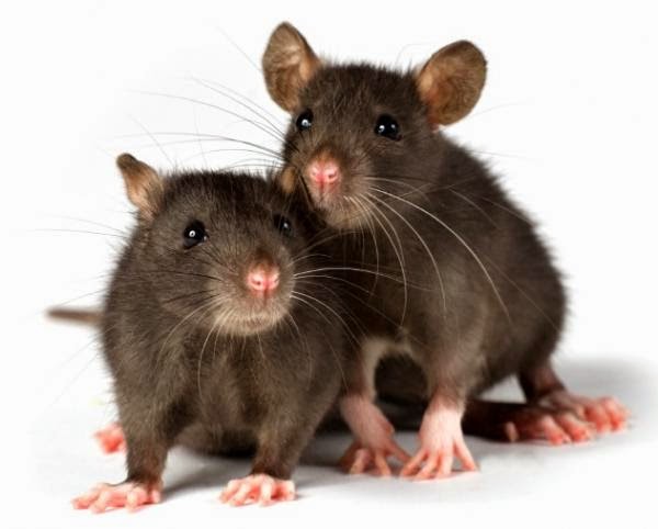 Get rid of Rats