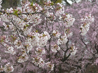 桜の競艶