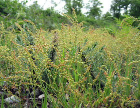 A flush of sheep's sorrel, Rumex acetosella, and gorse seedlings on a cleared patch in the southern area of Hayes Common. 8 May 2011.