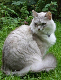 The 5 Most  Prolific Cat Breeds 