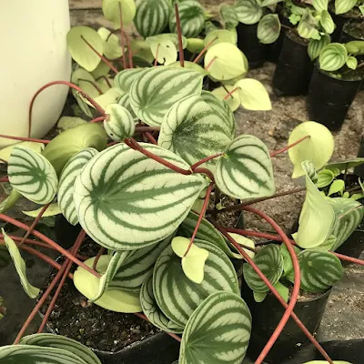 peperomia