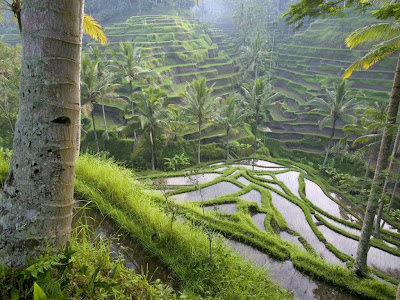 bali