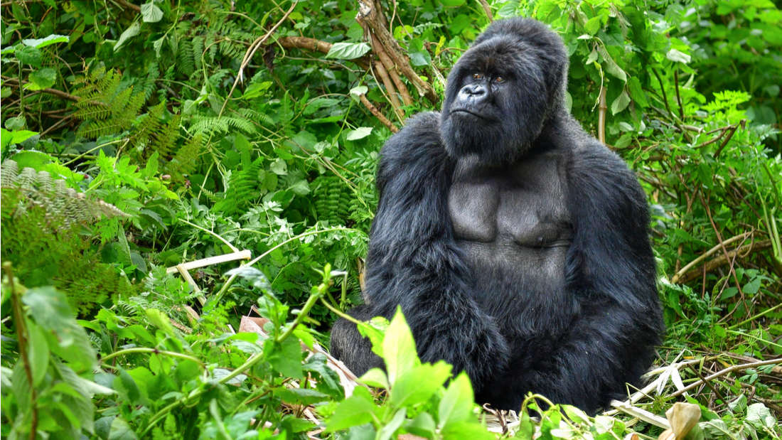 Good News: Thanks To A Successful Conservation Effort, Mountain Gorillas Are No Longer 'Critically Endangered'