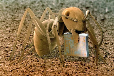 heathland ant