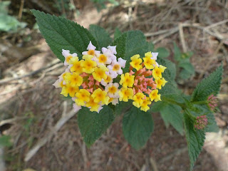 Lantana camara - Lantanier - Lantane