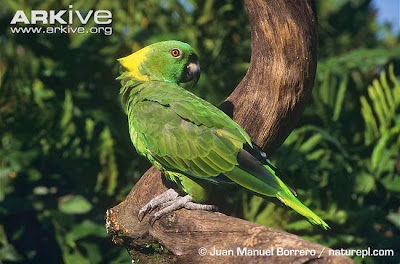 Yellow naped amazon