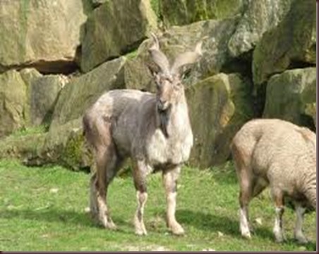 Amazing Animals Pictures Markhor (4)