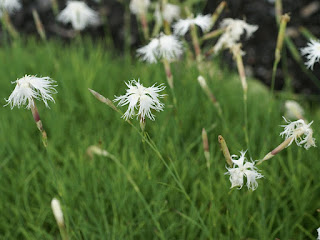 Oeillet des sables - Dianthus arenarius 