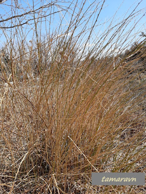 Керрия японская (Kerria japonica)