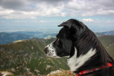 border collie in the mountains