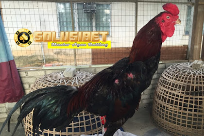Ayam Panus Leluhur Ayam Bangkok