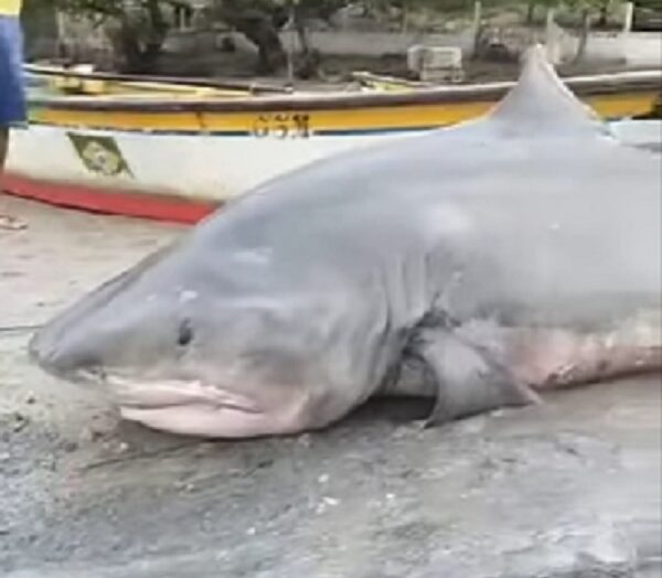 TUBARÃO TIGRE CAPTURADO NO LITORAL DE MACAU NÃO CORRE RISCO DE EXTINÇÃO