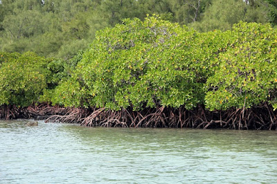 Tipe Vegetasi Mangrove  Zonasi Mangrove Berdasarkan Strukturnya