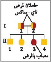 ملخص درس الأنماط الأساسية لوراثة الإنسان - الوراثة المعقدة والوراثة البشرية