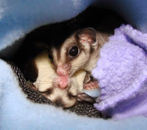 Penyebab Stress Pada Sugar Glider