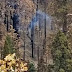 Απίστευτο: Γιγαντιαίο δέντρο συνεχίζει να καίγεται από το καλοκαίρι του 2020, μετά από πυρκαγιά σε δάσος