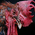 Breaking: Man Sues Cockerel, Complains About The Bird’s Early Morning Crowing