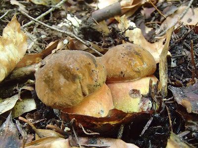 grzyby 2017, grzyby w maju, borowiki w maju, grzyby w Lesie Bronaczowa, pierwsze borowiki 2017, borowik ceglastopory