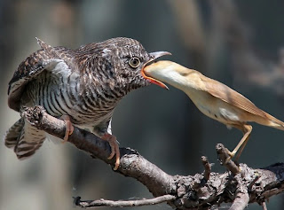 Birds rare Pics-5