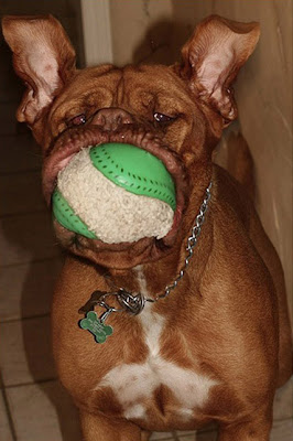 Dog and Ball