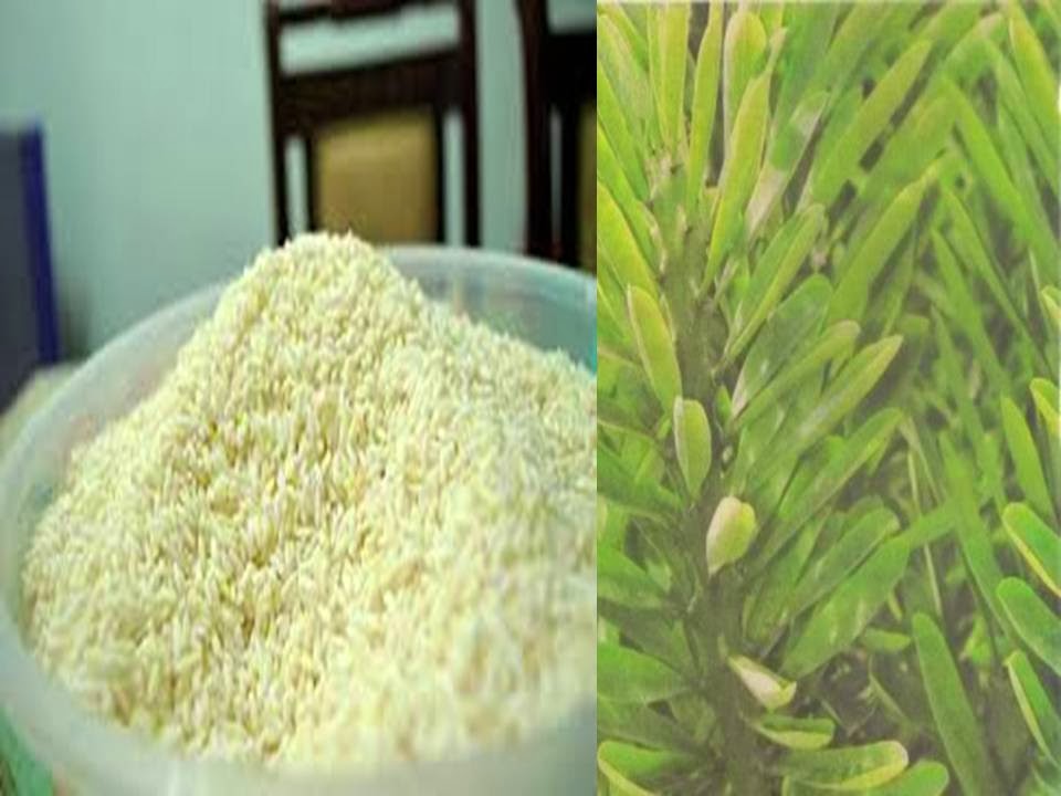 Petua Dulu-Dulu: DAUN SESUDU, BERAS PULUT PELEMBUT KULIT
