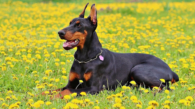 General Temperament of your Doberman with Kids