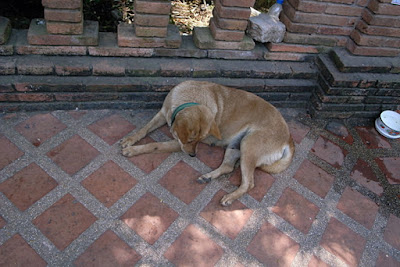 タイの野良犬