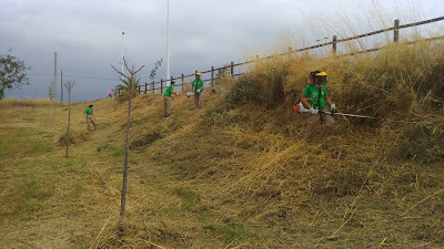 Treballs de sega amb desbrossadores i tallagespes