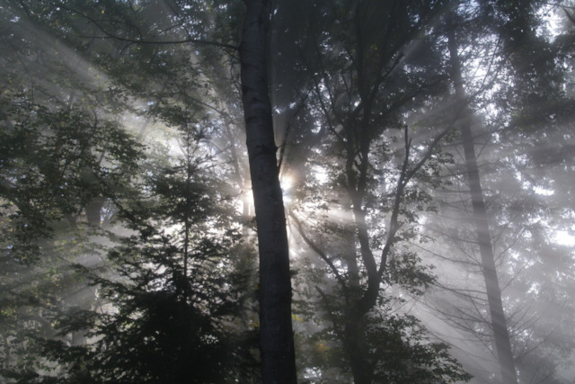 woods-fog-forest-light-scenery