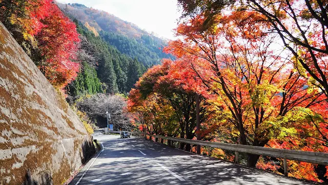 三峰口駅からスタートして三峯神社～中津峡と秩父の紅葉の名所を巡るサイクリングコース