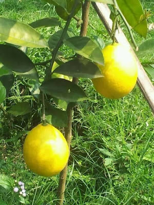 Jeruk, Lemon Amerika, Ciri Jeruk Lemon Amerika, Jual Bibit Jeruk Lemon Amerika Di Cirebon