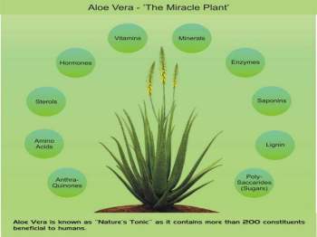 Aloe Vera Benefits Medicinal Uses Of Aloe Vera