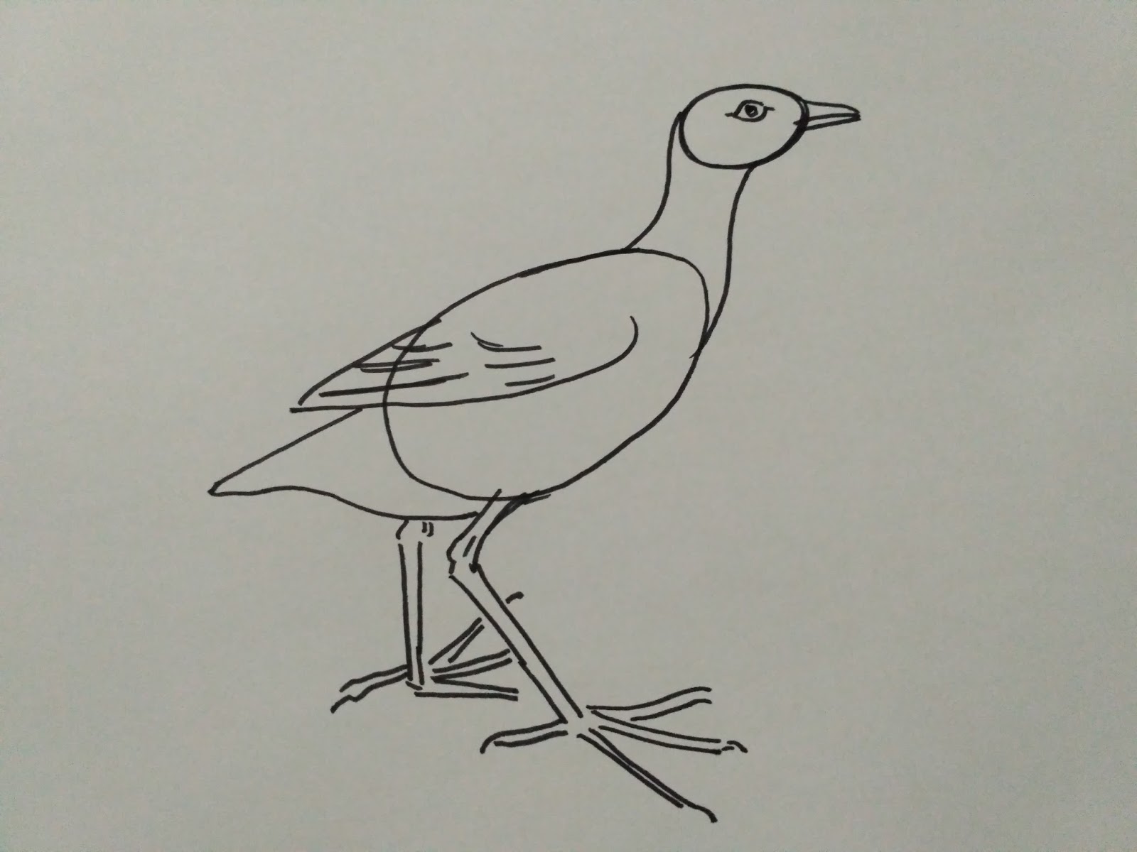Cara Membuat Sketsa Burung Info Pendidikan Dan Biologi