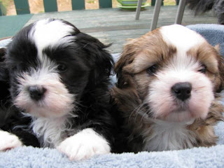 Lhasa Apso Puppy