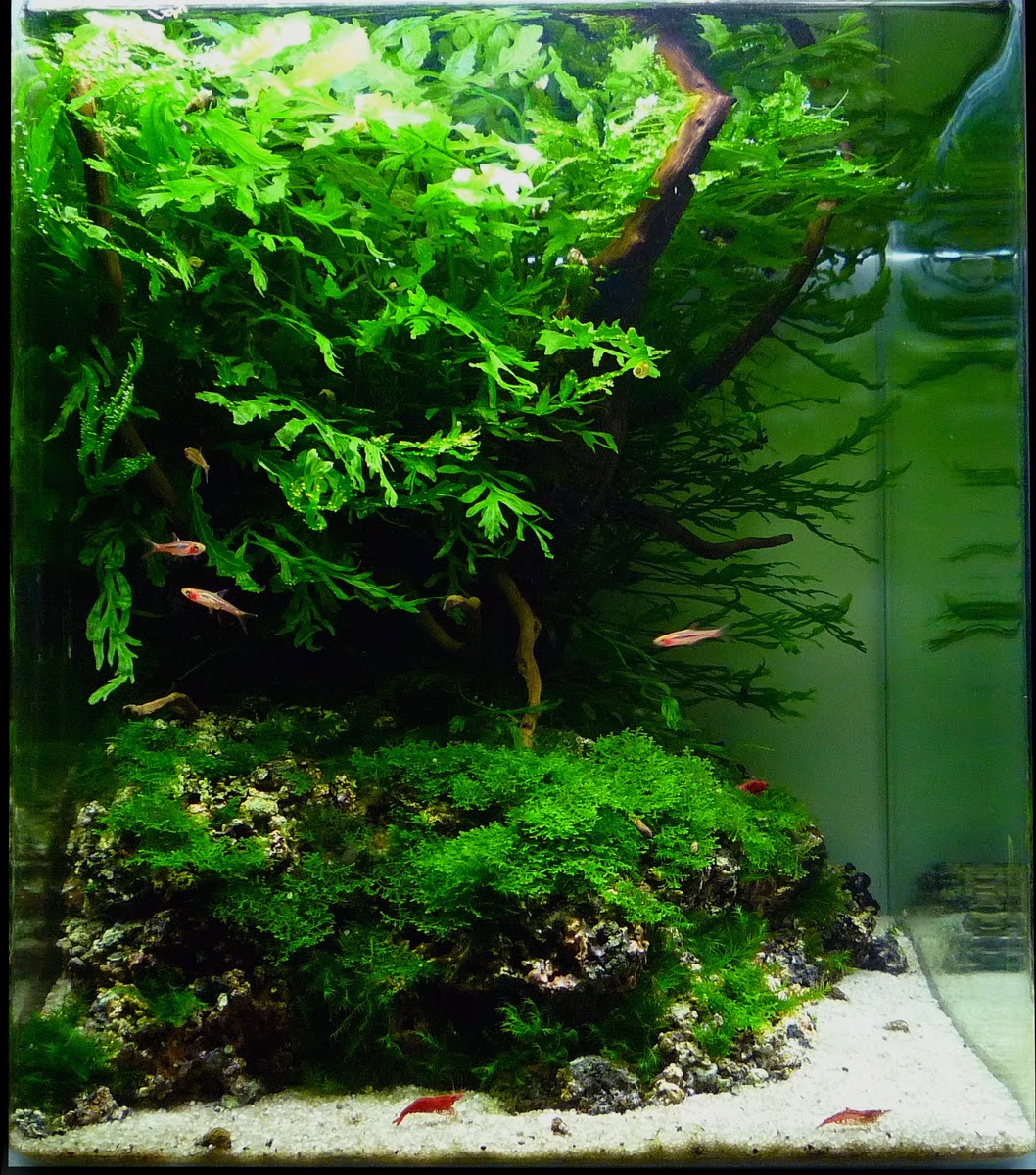 Manage your freshwater aquarium, tropical fishes and plants: Aquatic Scapers Europe 