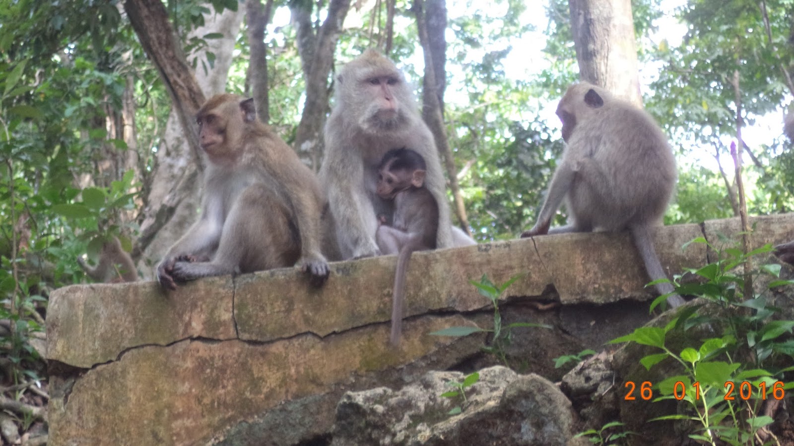 Foto Tiga Monyet Yang Lagi Nongkrong