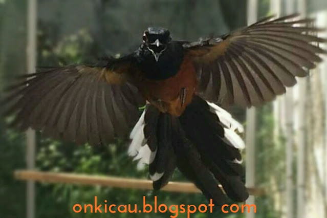 gambar burung murai batu terbang didalam kandang umbaran