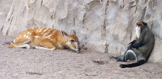 Bioparc Valencia.