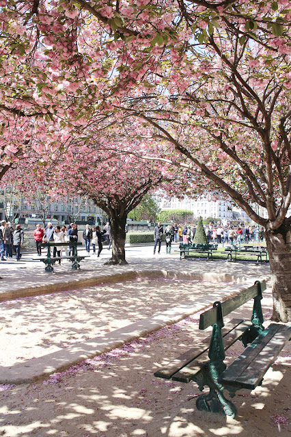 Paris benches under spring blossom