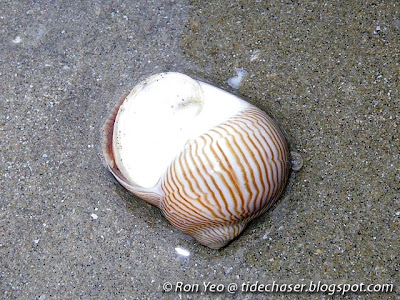 Lined Moon Snail (Natica lineata)