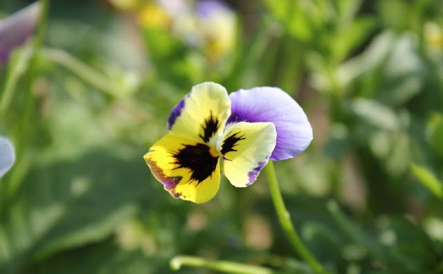 Pansy Flowers Pictures