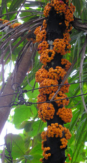 Strange fig tree Philippines