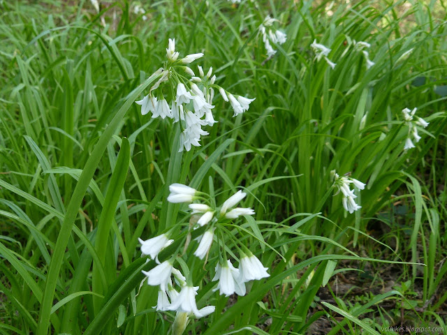 three cornered stems of garlic things