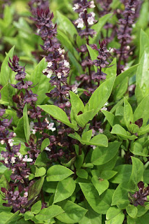 Ocimum basilicum 'Queen of Sheba'