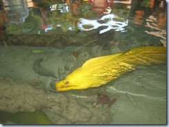 Moray eel at Saba Rock